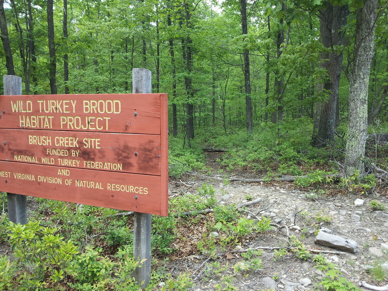 Make a left here, trail is seen just to right of sign in this photo