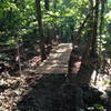 Split-cedar log bridge on the Gummy Line Trail.  There are several of these on this trail.