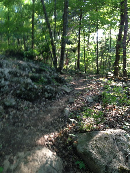 Typical trail surface on the Gummy Line Trail.