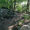 Typical trail surface on the Gummy Line Trail.