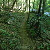 Typical surface on the Gummy Line Trail with a Niner Jet 9 in the foreground and Bankhead Parkway in the background.