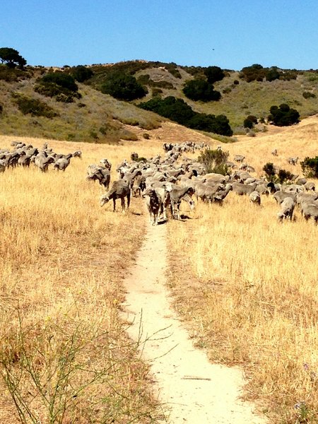 sheep on goat trail.