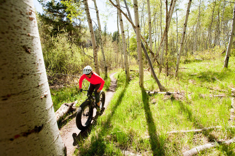 Aspen groves are common through the Munger Mountain trails.