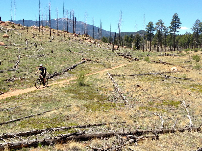 Entering the Buffalo Creek fire area of 1996