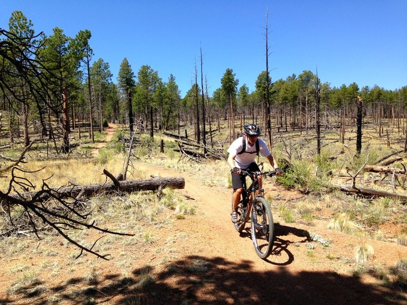 Continuing up Buck's Gulch - signs of the 1996 burn showing.