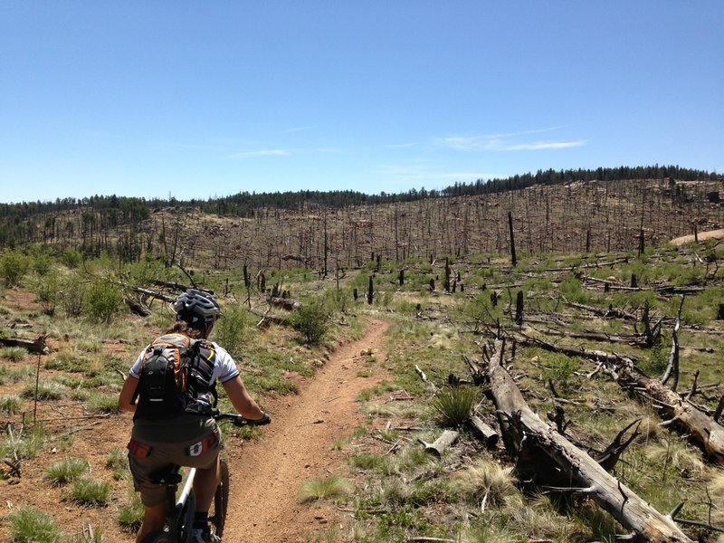 Cruising along Skipper - ready for some descending after a long climb up Buck's Gulch!