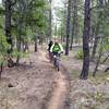 Back into unburned forest for a bit before popping out at the Colorado Trail.