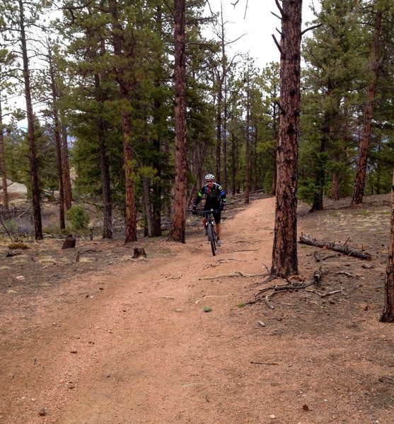 The Colorado Trail is mostly unburned medium-density forest.  Trail surface is smooth and flowy, like most of the Buffalo Creek riding.