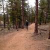 The Colorado Trail is mostly unburned medium-density forest.  Trail surface is smooth and flowy, like most of the Buffalo Creek riding.