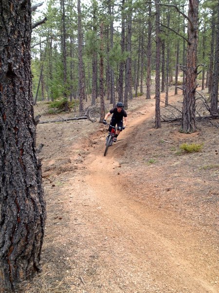 This section of the Colorado Trail is fun as it works its way towards Redskin Creek trail.