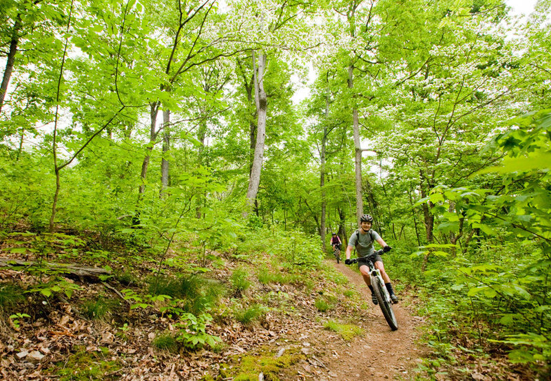 Cruising through big forests on Shade.