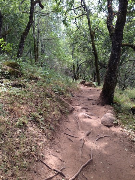 No warm up at Annadel. The climb starts immediately.