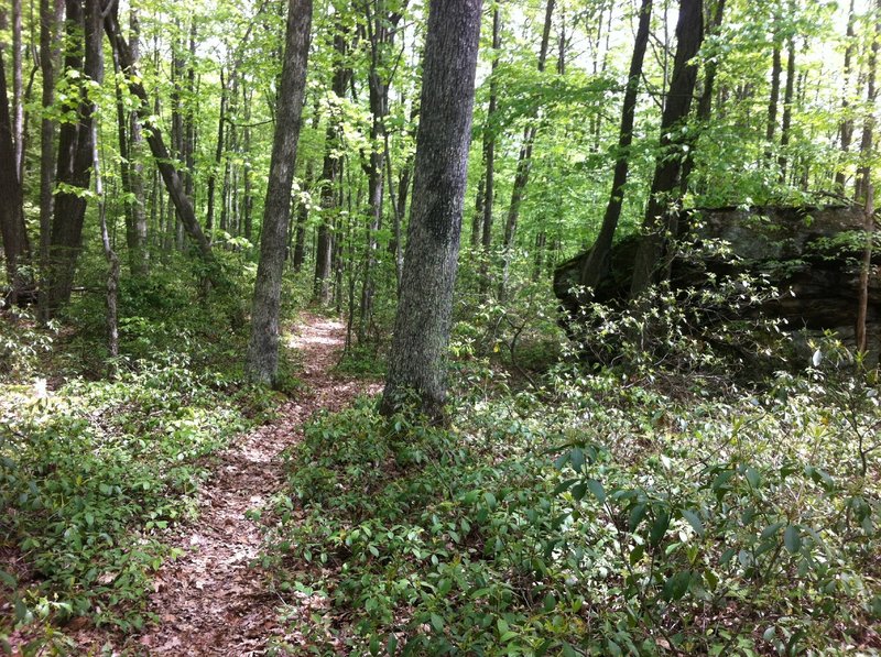 Singletrack on the Tanbark Trail