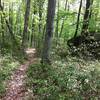 Singletrack on the Tanbark Trail