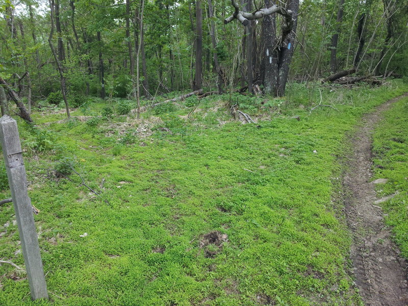 Ride proceeds on part of Tuscarora trail. Stay right here (light blue blaze).  If you go left (white blaze) it shortcuts back down to initial doubletrack.