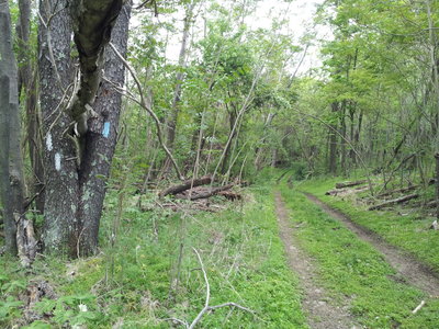 Continuing on Tuscarora trail