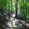 Nice dappled sun on the singletrack