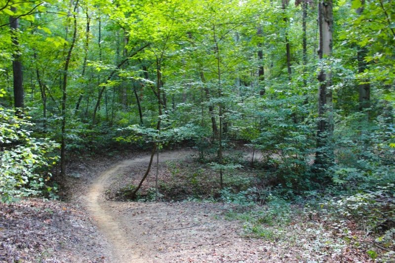 Flowy Waverly Park singletrack