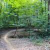 Flowy Waverly Park singletrack