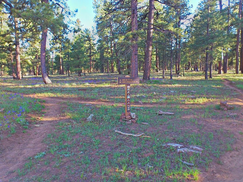 The intersection of Park Ave and Turkey Springs trail.