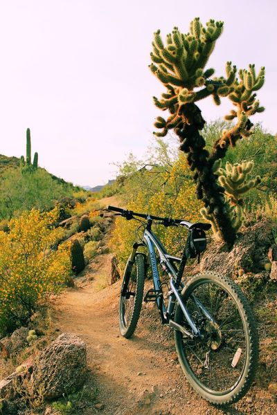 One of the cholla wanting to take a swat at you on the climb up Saguaro Trail to the intersection with Twisted Sister