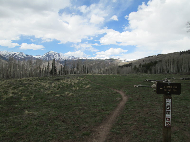 meadow near the top and end of the uphill on strand