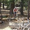 Small log obstacle entering Lower Brookbank Trail