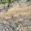 Bear tracks along Middle Ridge Trail