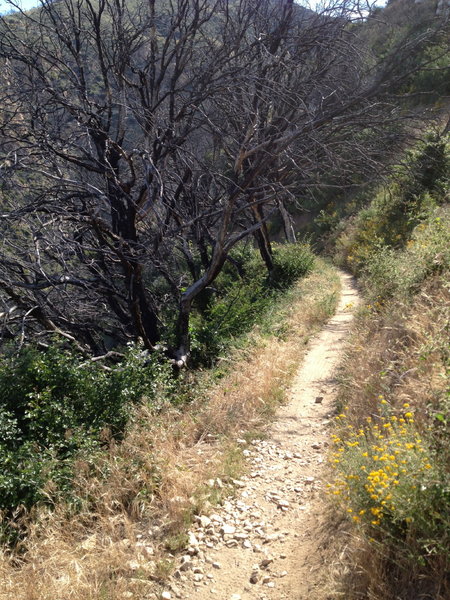 Sweet singletrack through some burned trees along the ridge.