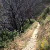 Sweet singletrack through some burned trees along the ridge.