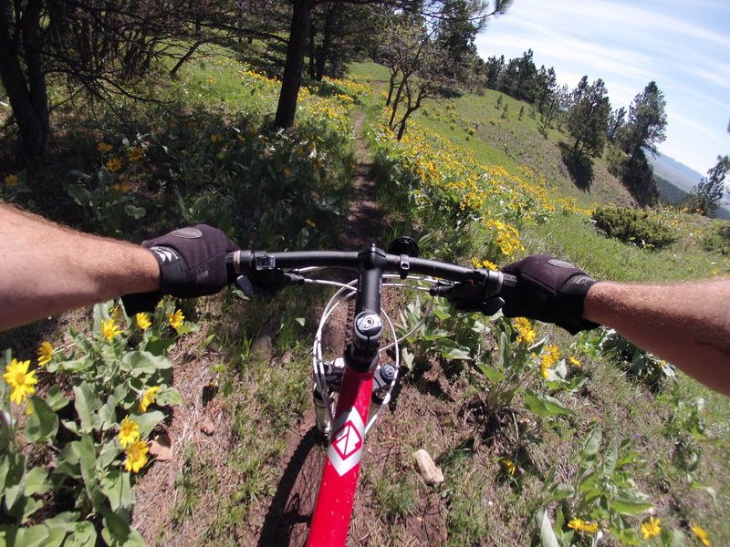 The Luge in bloom!