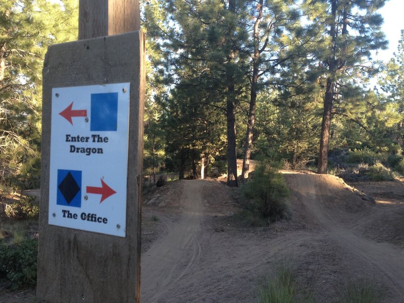 This photo shows the top of the trail where it separates by skill level.  The trails are marked with ski hill-type icons.  Enter The Dragon is a blue square intermediate line the The Office is a black diamond expert line.