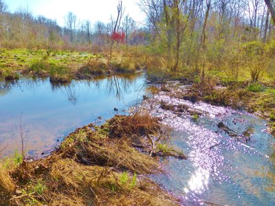 beaver dam on Scott Branch
