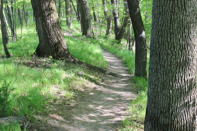 Typical twisty singletrack of this trail system.