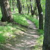 Typical twisty singletrack of this trail system.