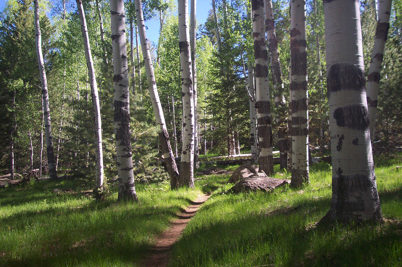 Burly aspen near Aspen Corner