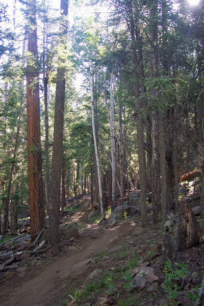 More smooth singletrack than the terrain warrants.