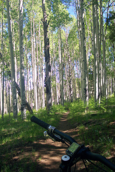 One of many aspen groves.