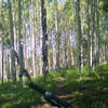 One of many aspen groves.