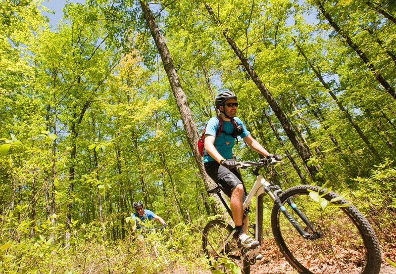 The forest opens up and flattens out on Laurel View