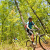 The forest opens up and flattens out on Laurel View