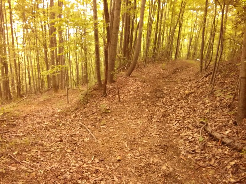 Take the right fork on the singletrack!