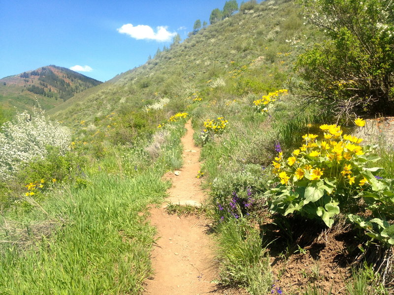 June wildflowers