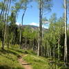 Nice views through the sparse aspen forest