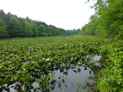 The Wetlands Reserve Program beaver pond full of Yellow Pond Lilies