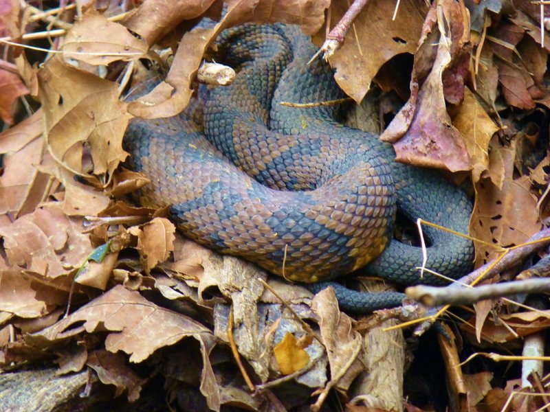 Cottonmouth in the Sugar Camp Hollow stream crossing