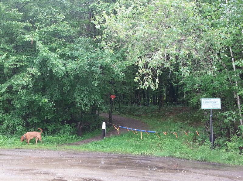 Entrance to Spalding Park Town Forest from the Silver Lake parking lot.