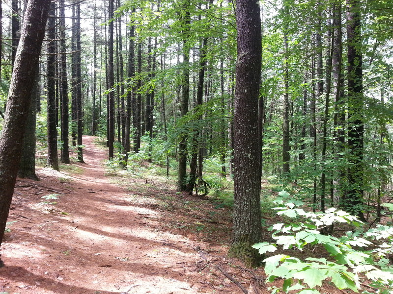 Spalding Park Town Forest (Hollis, NH)