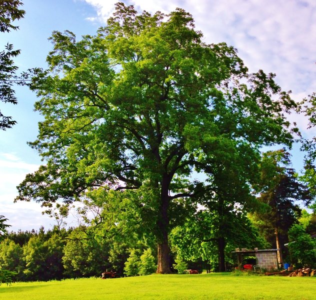 Large Pecan tree at the old Ross homeplace