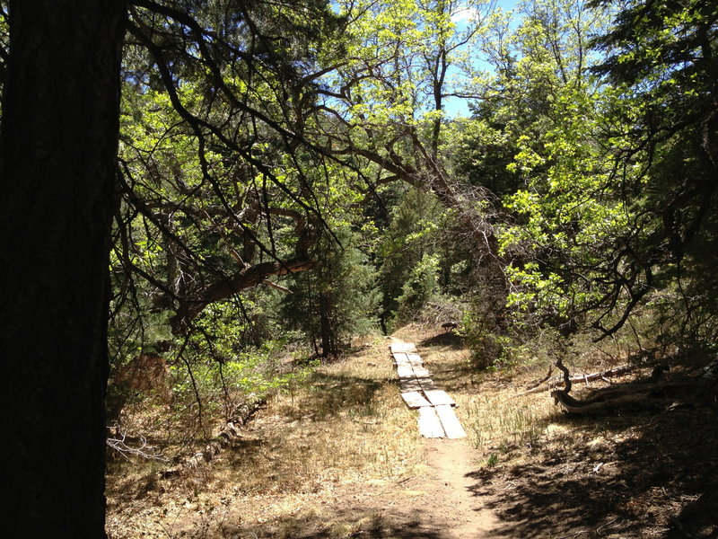 Board trail over not a swamp.